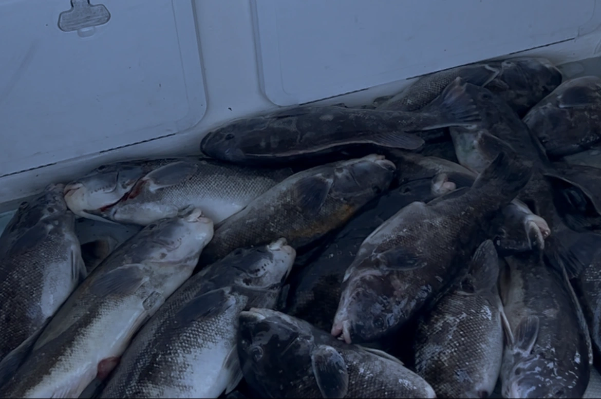 Half day morning fishing charter on the Chesapeake Bay. Starts at 8:00 AM.